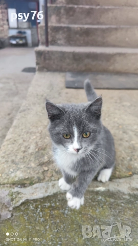 Сиво малко котенце си търси дом, снимка 6 - Други - 52860061