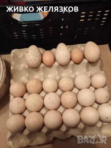 ПРОДАВАМ ДОМАШНИ ПУЙКИ И ЯЙЦА, снимка 12 - Кокошки и пуйки - 40014157