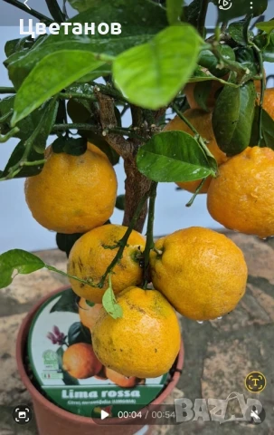 Лимета Лима Роса, снимка 2 - Стайни растения - 51055773