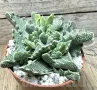 Faucaria f. monstruosa, снимка 1