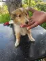 Коли / шотландска овчарка/, снимка 2
