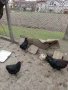Предлагам яйца за люпене от Черен мед маран и други, снимка 3