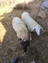 овце и шилета в Лом, снимка 3