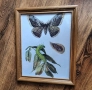 Принт на пеперуда  в дървена масивна рамка, снимка 1