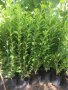 Зелен лигуструм  разклонен ,подрязван перфектен на гол корен- 070 см, снимка 10