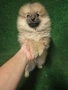 Померан, снимка 3