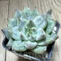 Echeveria ‘Rajoya’, снимка 3
