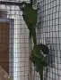 Двойка Ара нобилис, снимка 4