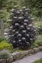 Бъз „Черна кула“ – Sambucus nigra ‘Black Tower’, снимка 5