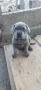 Cane Corso Italiano, снимка 3