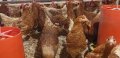 продавам ярки ломан Браун , снимка 1 - Кокошки и пуйки - 44451749