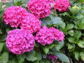 Хортензия „Сибила“ Розова, снимка 1 - Градински цветя и растения - 44671846