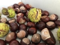 Конски кестени, снимка 2