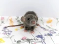 Декоративни плъхчета , снимка 14