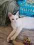 Братче и сестриче търсят любящ дом!, снимка 4