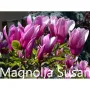 Магнолия - Magnolia НАЛИЧНИ 17 ВИДА Студоустoйчиви, снимка 17