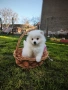 Померан Померанчета , снимка 4