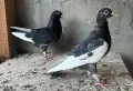 Поморийски Ролер и Мардини, снимка 4