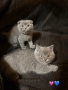 Уникални британски котенца , снимка 5