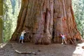 15 нови семена гигантска секвоя мамутово дърво sequoiadendron giganteum за декорация на двора  , снимка 6