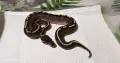 Кралски питони (Python Regius) , снимка 1