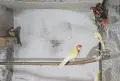 Млади Пъстри розели , снимка 3