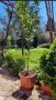Промоция на дафинов лист - лаврово дърво, снимка 3