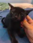 Подаряваме мъжко котенце , снимка 2
