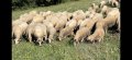 Балкански овце, снимка 1 - Овце - 37238222