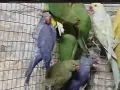 продавам малки александри, снимка 3