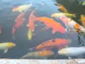 Японски шарани Кои, снимка 1