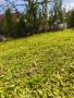 Косене 150€ /декар, снимка 3