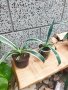 Американско пъстро Агаве (Agave americana variegata) или Столетник с пъстри листа, снимка 5