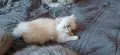персийски котета, снимка 3