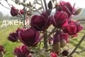 Магнолия -  Magnolia  Genie, снимка 4