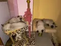 Котета Регдол /  Ragdoll, снимка 5