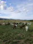 Продавам кози алпийски и бели млечни, снимка 2