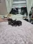 йорки с померан смесено, снимка 16