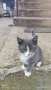 Сиво малко котенце си търси дом, снимка 6