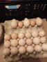 ПРОДАВАМ ДОМАШНИ ПУЙКИ И ЯЙЦА, снимка 12