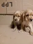 чистокръвни кокер шпаньоли, снимка 7