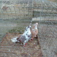 Николаевски гълъби 5 двойки , снимка 11 - Гълъби - 44517160