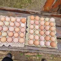 Продавам домашни яйца 12лв.картона , снимка 4 - Домашни продукти - 44582097