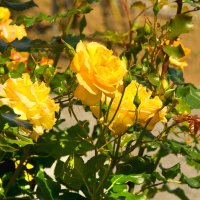Продавам 10 цвята рози катерливи резници общо за 10 лева, снимка 3 - Градински цветя и растения - 42478846