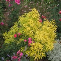 Чойсия(Портокалово цвете) (Choisya Aztec Gold), снимка 3 - Градински цветя и растения - 36737842