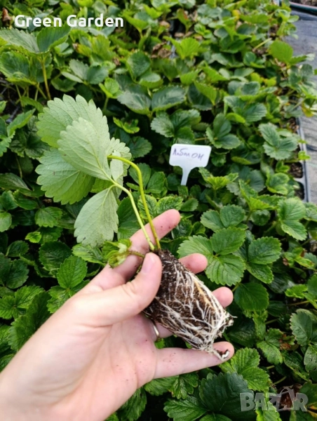 ягоди Албион-целогодишно, снимка 1