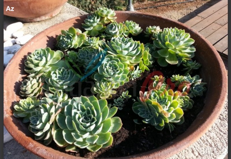 Сукуленти, снимка 1