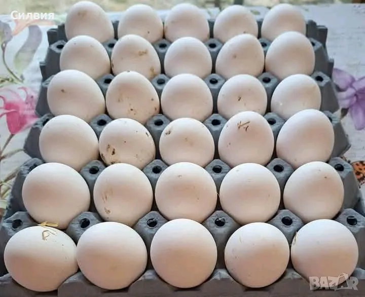 Домашни яйца , снимка 1