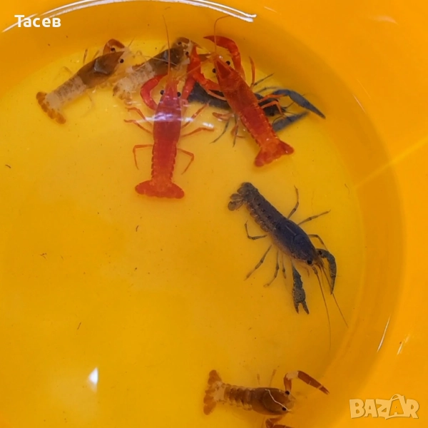 Декоративни раци 6см, снимка 1