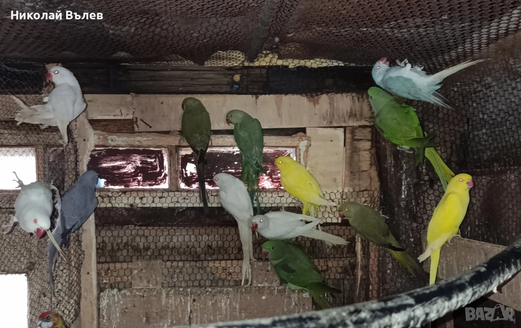 Малки александри , снимка 1